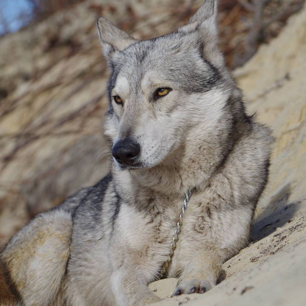 Jacee Des Loups De Leendert