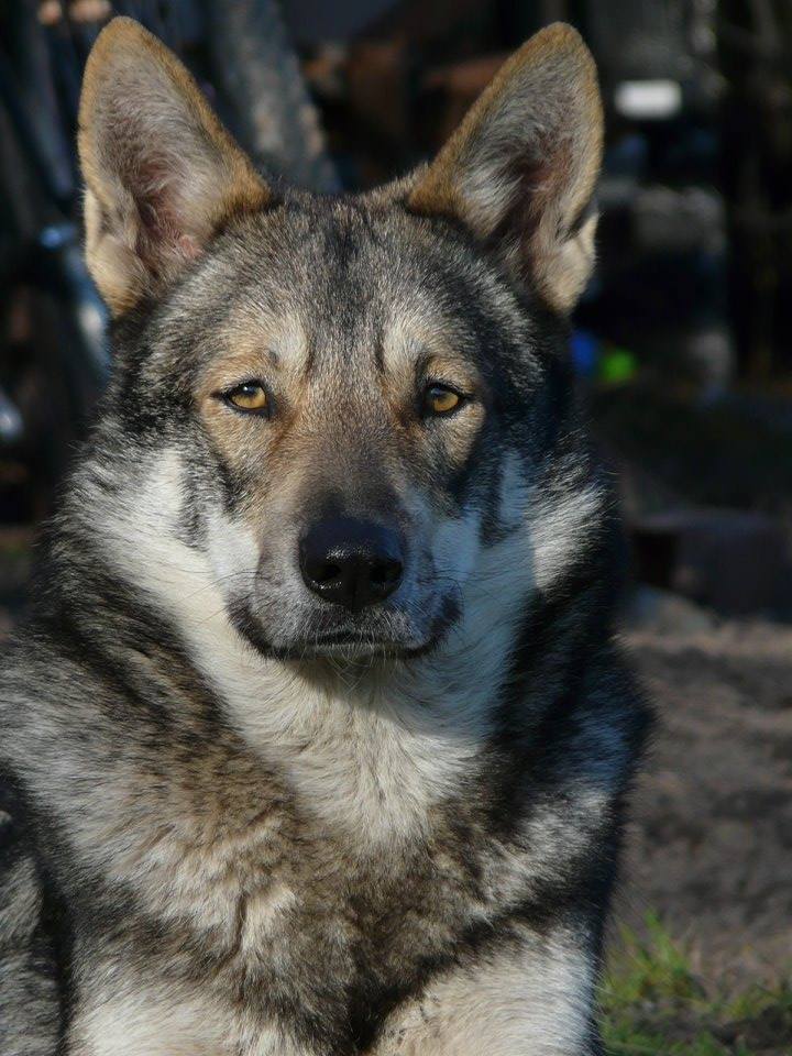 Jewel Des Loups De Leendert